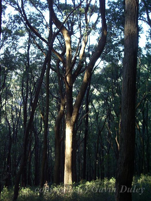 Forests near Sassafras IMGP1103.JPG